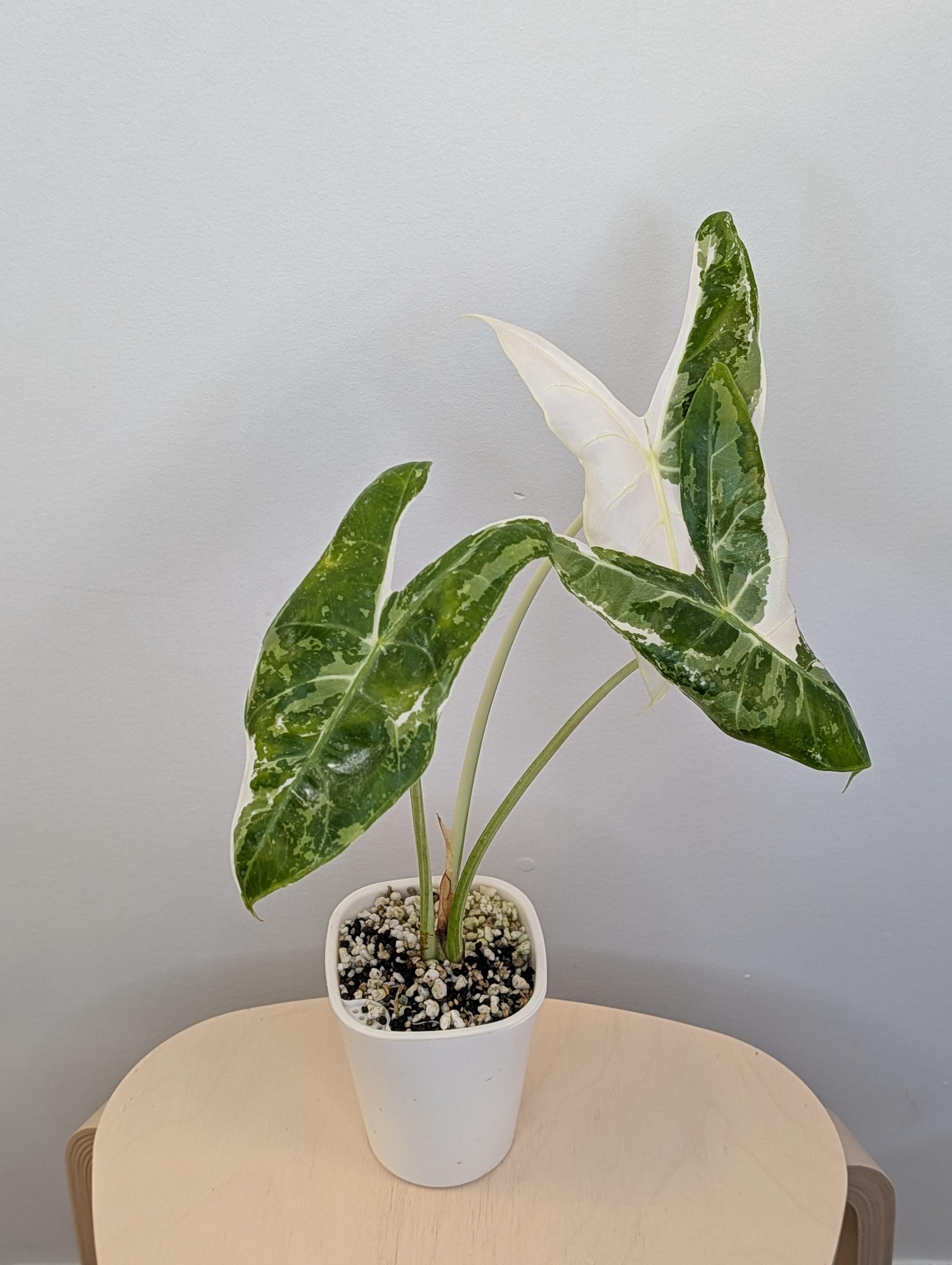 Alocasia Longiloba Back Pink Variegated - Etsy Canada