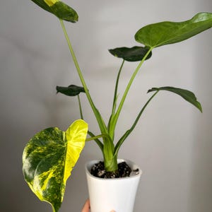 Alocasia cuculata yellow variegated