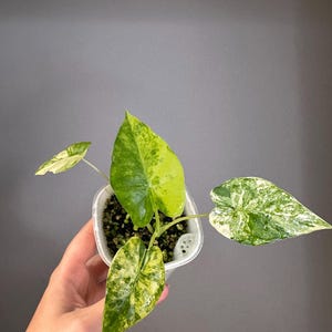 Alocasia  odora aurea variegated