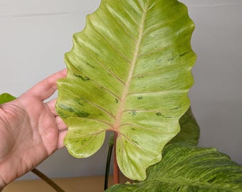 Philodendron snowdrift / easy to care for and beautiful / superior color