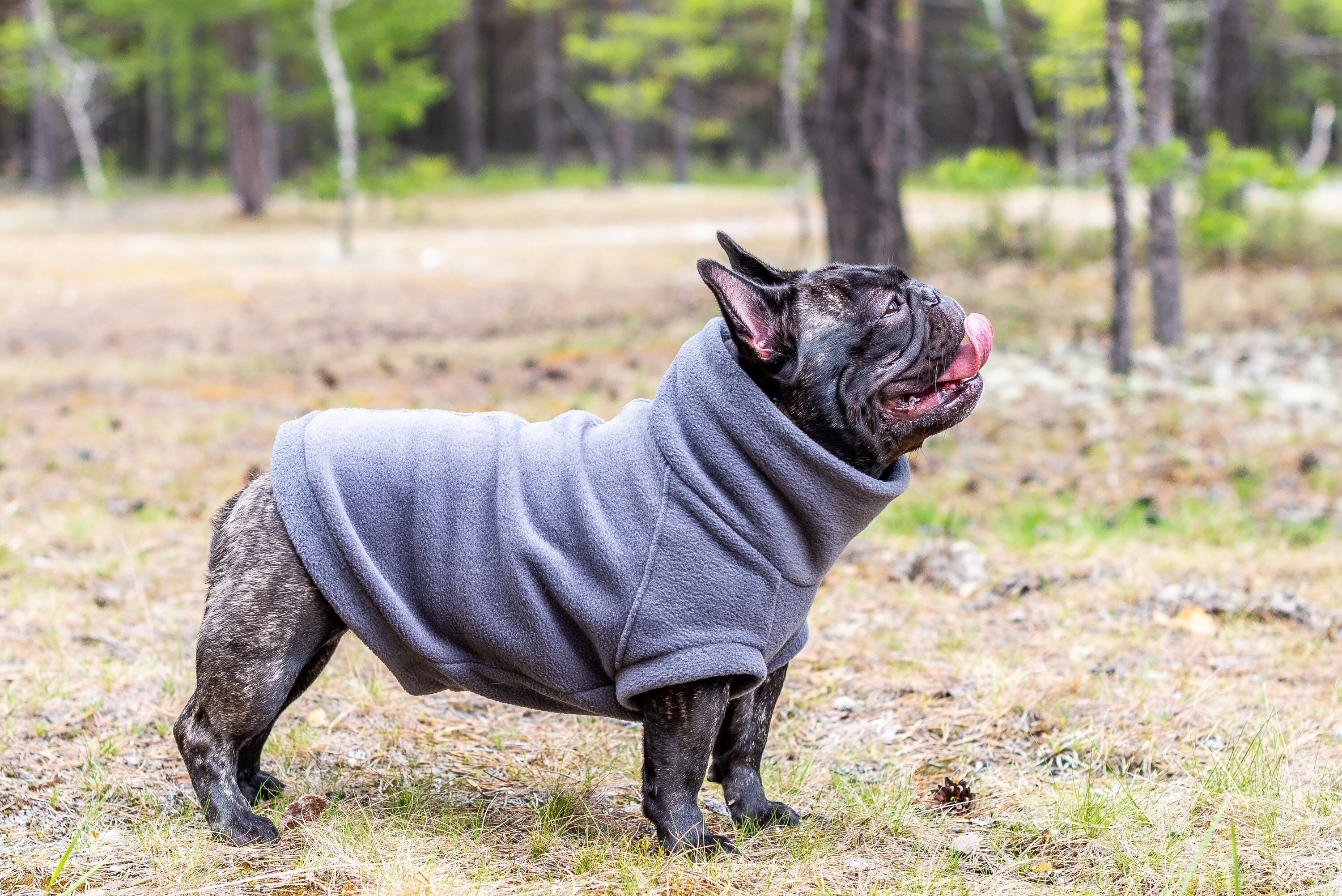 montieren Linderung Ethik mäntel für bulldoggen Anpassen Grenze Schlittschuh