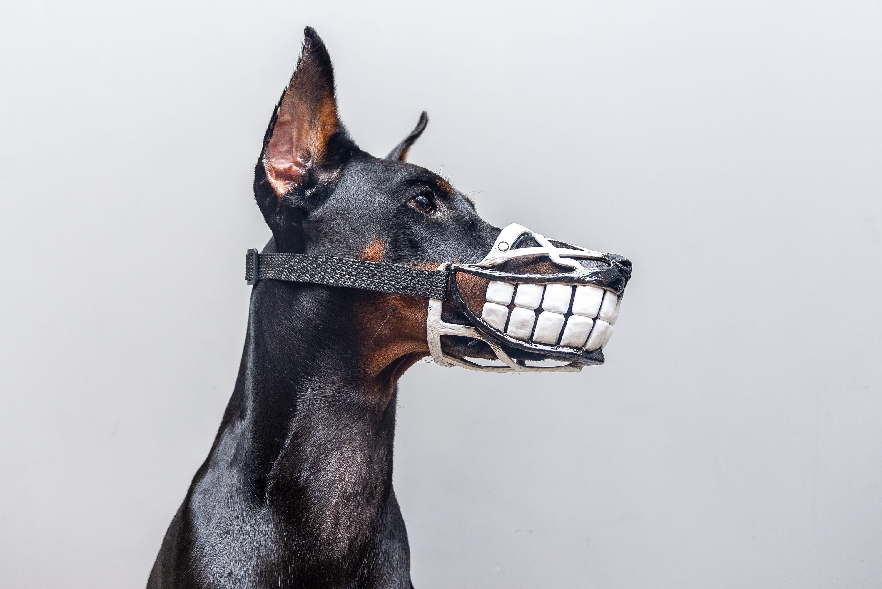 Funny Smiling Muzzle for Dog Doberman Pit Bull German - Etsy Australia Funny Smiling Muzzle for Dog Doberman Pit Bull German - Etsy Australia