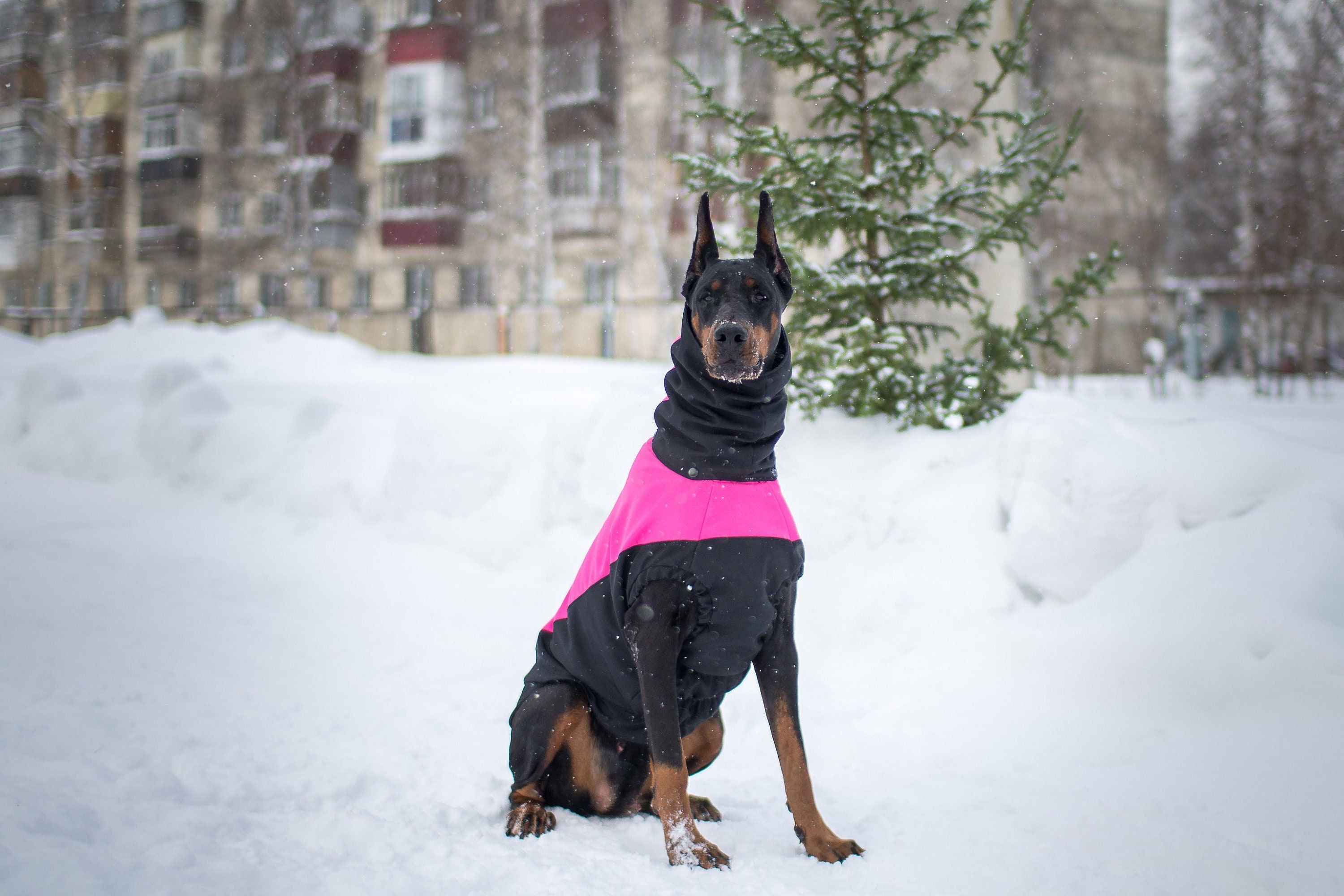 Do Dobermans Need A Coat In Winter