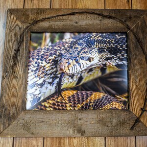May include: A framed photograph of a snake with brown and black markings. The snake is coiled up and its tongue is sticking out. The frame is made of rustic wood and has a barbed wire design around the edge.