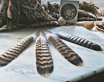 One Hawk Tail Feather, Common Buzzard, Bird Of Prey Feather, Ceremonial Feathers, Animal Totem