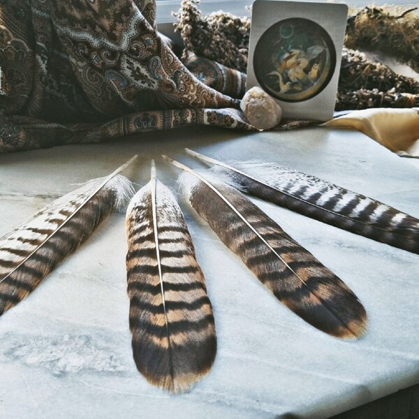 One Hawk Tail Feather, Common Buzzard, Bird Of Prey Feather, Ceremonial Feathers, Animal Totem