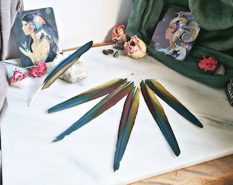 One Chesnut Fronted Macaw, Rare Rainbow Macaw Tail + Wing Feathers, Colourful Parrot Feathers