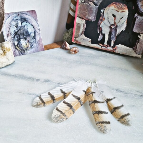 One Pair, Barn Owl Tail Feather Pair, Owl Feathers, Bird Of Prey Tail Feather, Barn Owl Spirit, Animal Totem