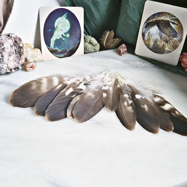 One Hawk Small Feather, Buzzard Feathers, Raptor Bird Of Prey, Ceremonial Healing Tools, Animal Totem, Hawk Moult Feathers