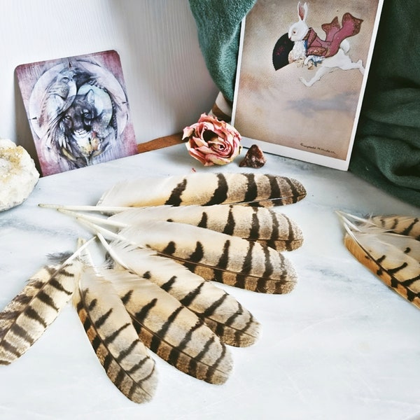 One Striped Owl Feather, Rare South American Owl Feathers, Bird Of Prey Animal Totem, Owl Spirit Feathers, Asio Clamator