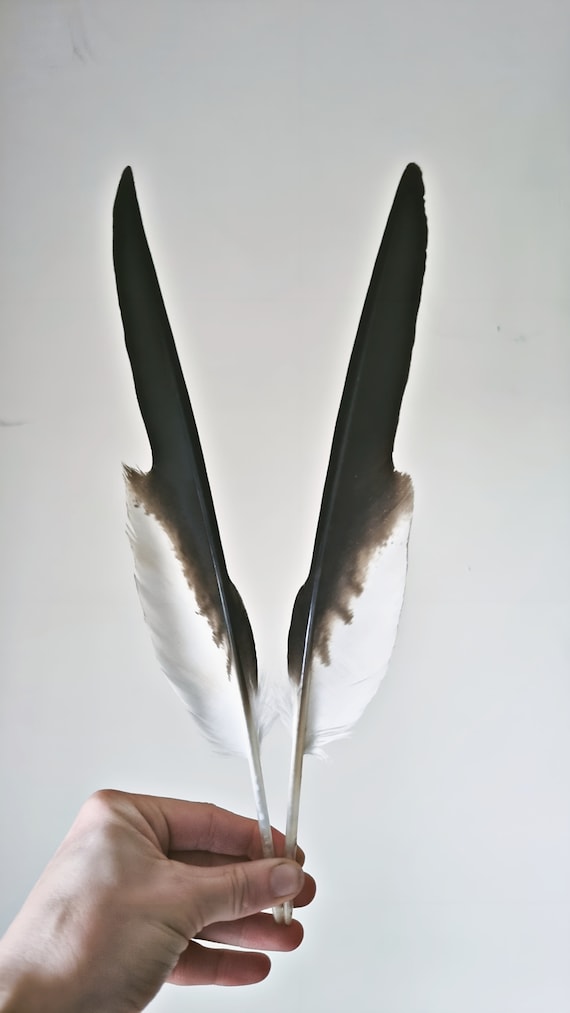 One Rare Red Kite Sacred Feathers Wing - Etsy