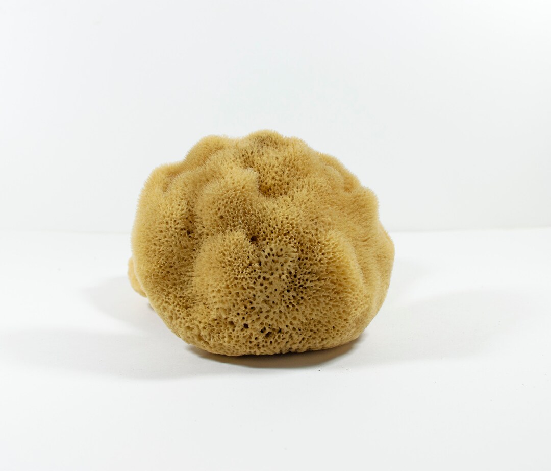 Natural Kalymnos Greek Sea Sponges Unbleached Body Etsy