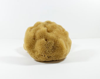 Natural Kalymnos Greek Sea Sponges Honeycomb - Unbleached  Body Care  14.0 - 16.0 cm (6.0"- 6.5"inches)  Bath Shower