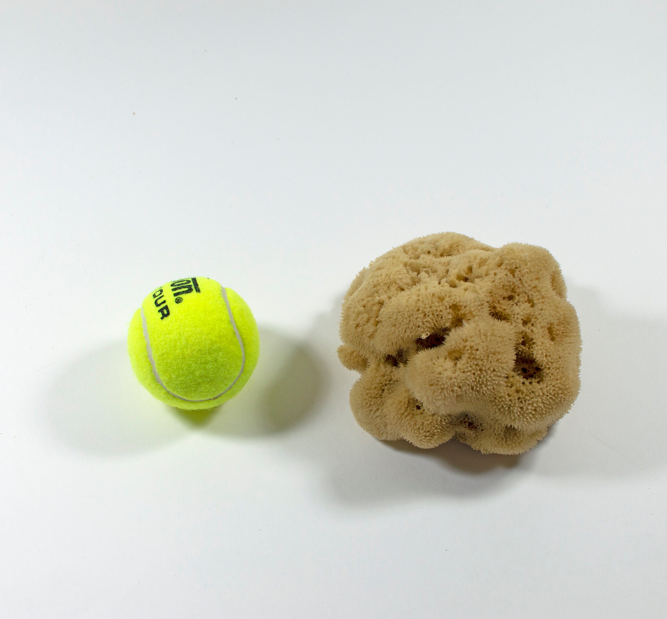 Wholesale Soft Sea Sponge Natural,greece Organic Honeycomb Sea Foam Natural Sea Sponge - View #2