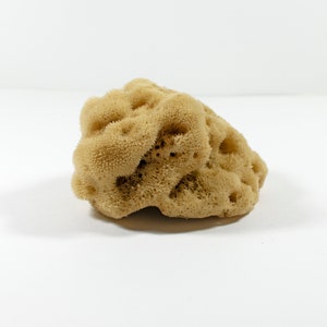 Unbleached Honeycomb Natural Sea Sponge 100% Natural - Etsy - View #12