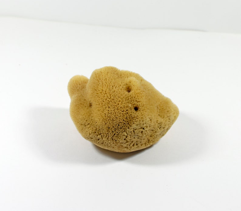 Natural Kalymnos Greek Sea Sponges Unbleached Body Etsy