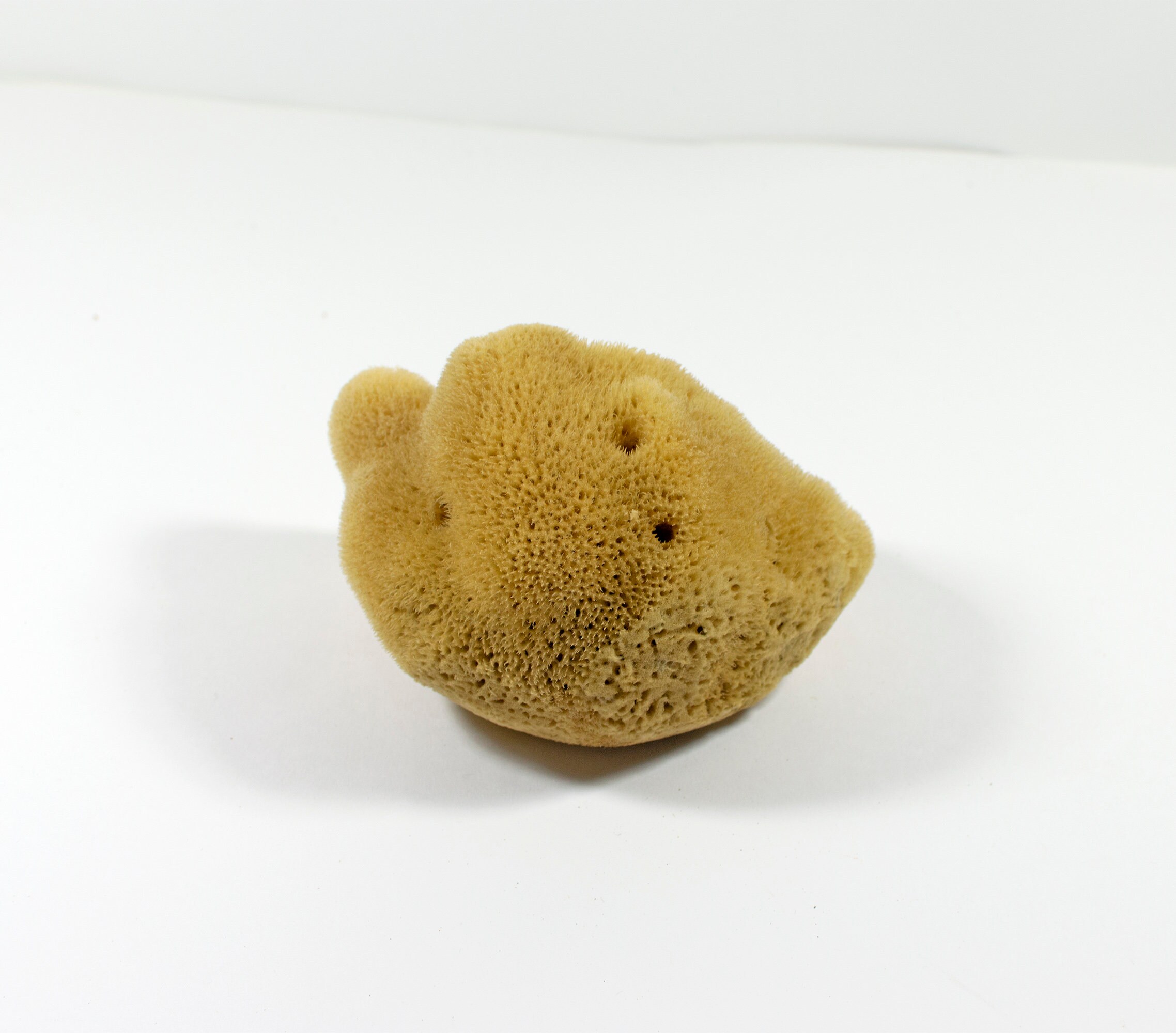 12-Pack Natural Unbleached Sea Sponges – Craft, Decor, DIY Projects – Free Shipping