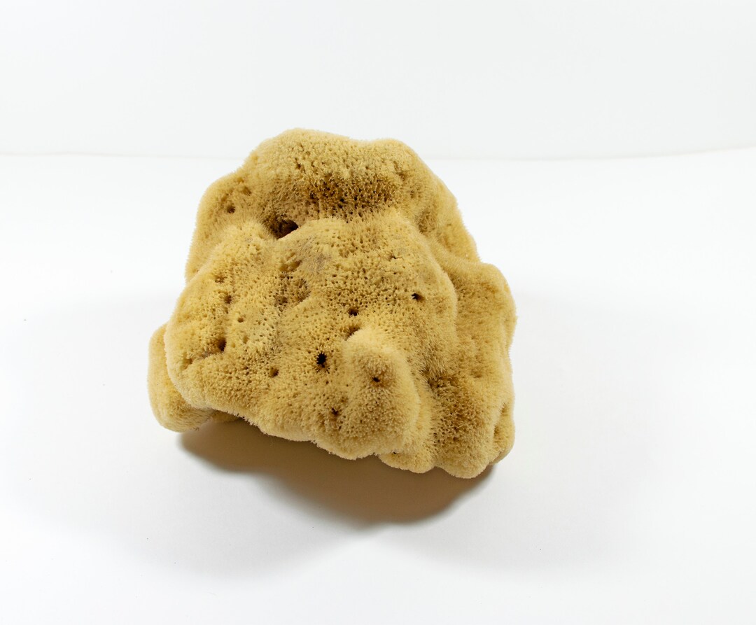 Natural Kalymnos Greek Sea Sponges Unbleached Body Etsy