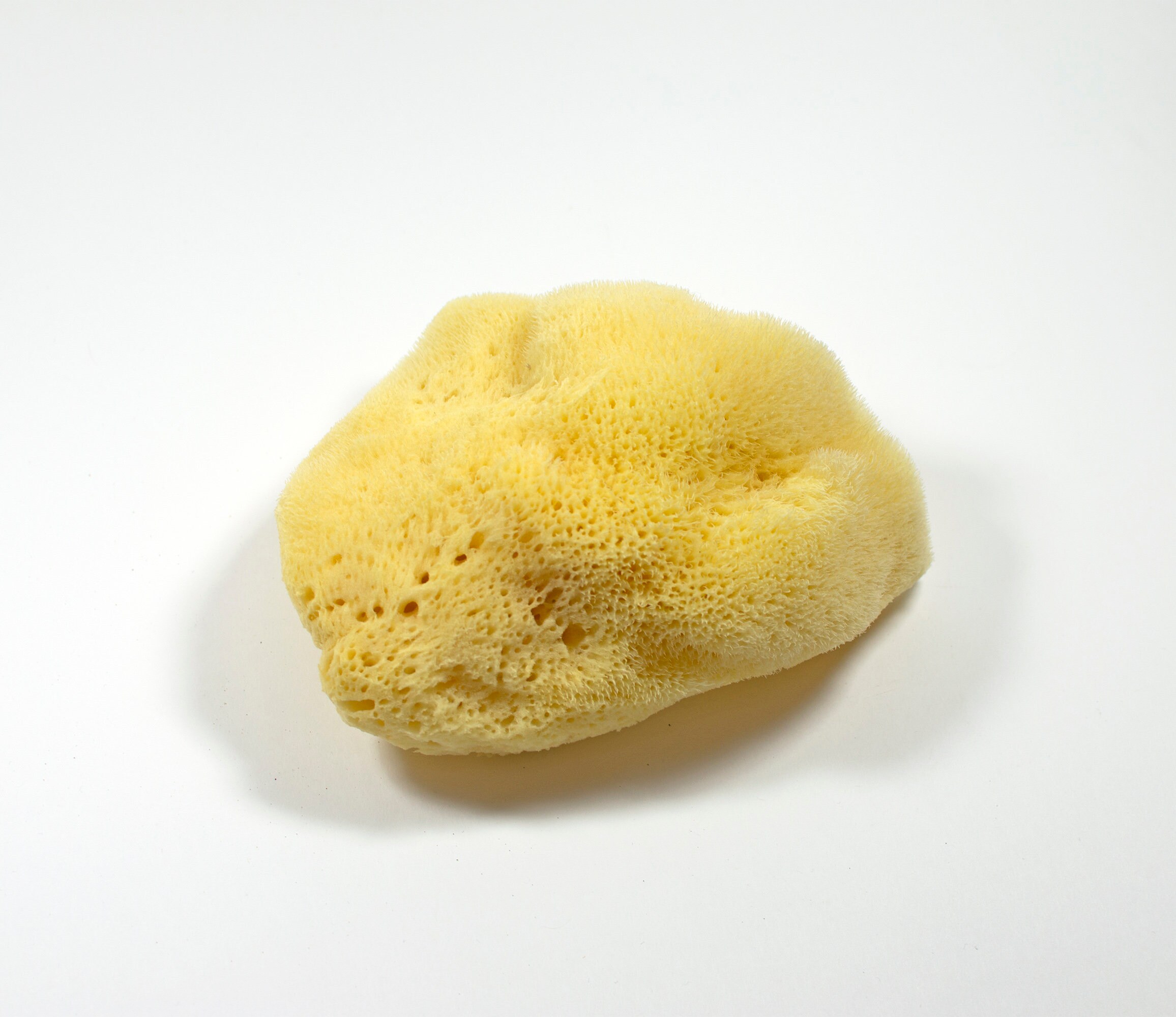 Natural Sponges From Kalymnos Stock Photo - Download Image Now - Sponge -  Aquatic Animal, Bath Sponge, Beauty Product - iStock