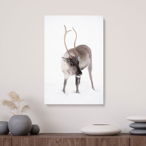 Reindeer in Snow Photography Canvas | Wildlife Deer Portrait Photos | Torassieppi Winter Caribou Pictures | Large Finland Lapland Wall Art