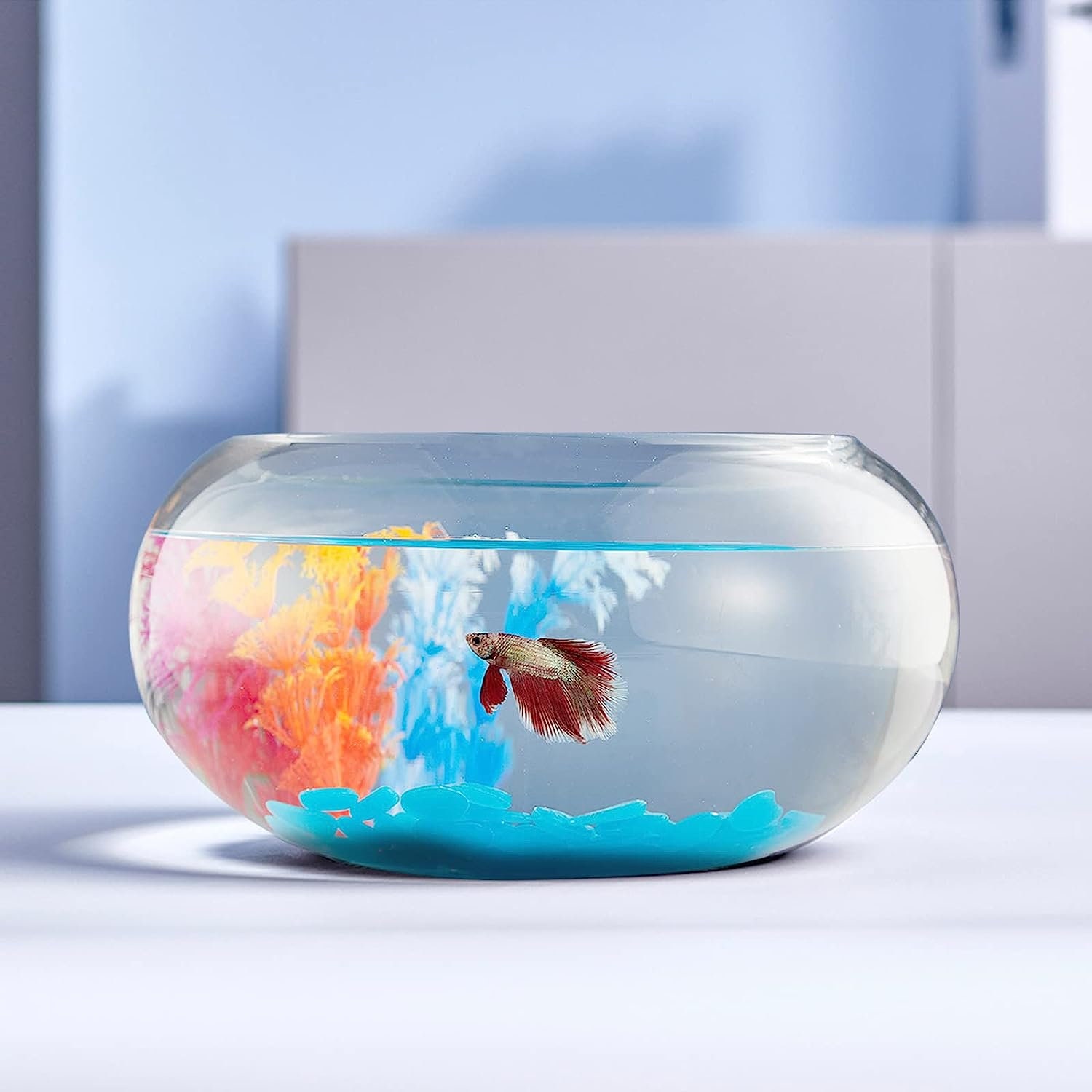 Beta Fish Bowl 