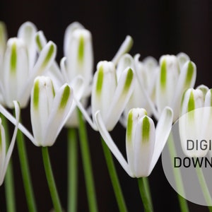 Printable Flower Wall Art - Flower Photography Prints, Albuca Flowers Wall Art, White Flowers Print, Green Flower Print