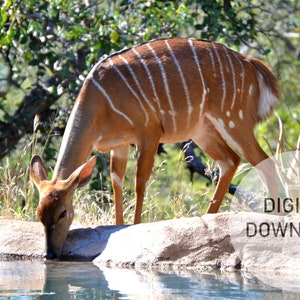Printable Wall Art - Photography Prints, Nature Photography, Female Nyala Antelope, South Africa Game Reserve, Animal Print