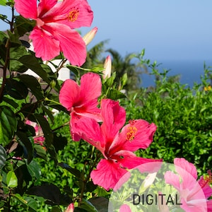 Pink Hibiscus Flowers with the Ocean in the background, Vertical. Printable wall art for your home. Photography Wall Art. Printable Hibiscus
