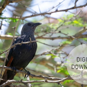 Printable Wall Art - Red Winged Starling, Photography Prints, Digital Download, Bird Print, Starling, Bird Photography, Nature Photography