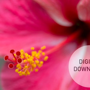 Printable Wall Art - Digital Hibiscus Flower Abstract Art Print, Closeup Hibiscus Closeup Flower Shot, Flower Wall Art, Flower Print