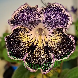 May include: Close-up of a Gloxinia flower with a striking pattern. The petals are a mix of deep purple, black, and yellow, speckled with contrasting dots. The edges are outlined in a delicate purple, creating a visually appealing floral design.