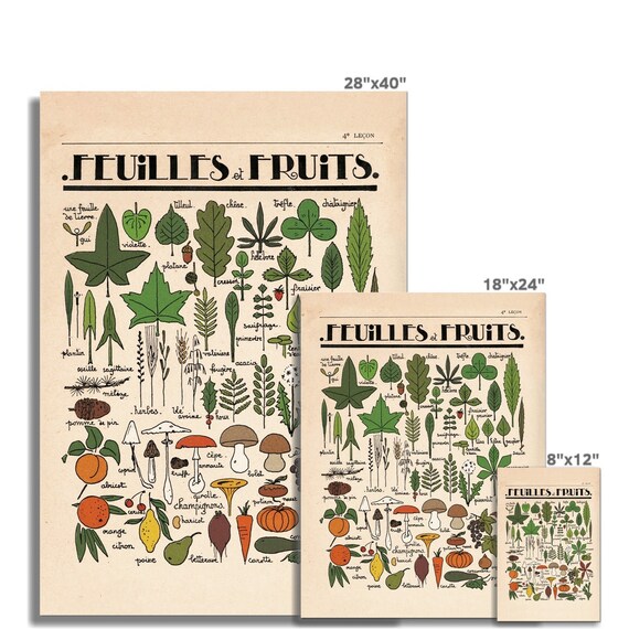 Feuilles Et Fruits Fine Art Print French Leaves and Fruits Wall Decor  Vintage Illustration Retro Classroom Style Art Roomytown 