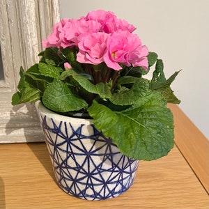 May include: A pink primrose plant in a white ceramic pot with a blue geometric pattern. The pot is sitting on a wooden surface.