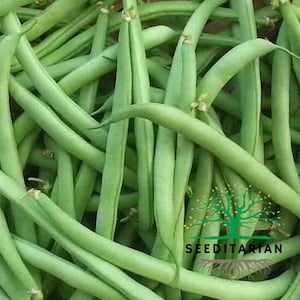 Bush Bean Seeds (25+ Seeds!)
