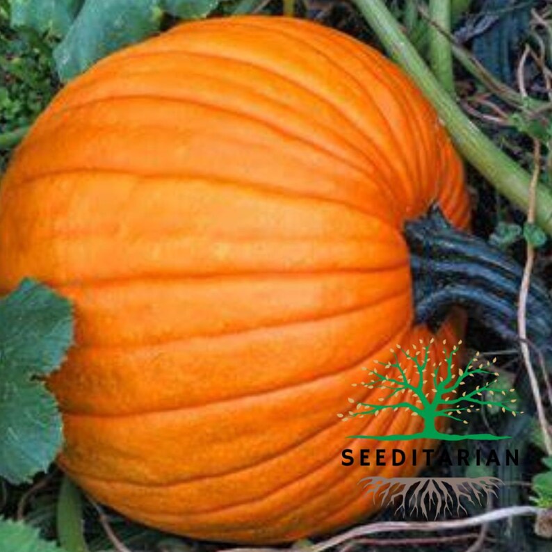 Deep Ridges Pumpkin Pumpkin Seeds (10+ Seeds!) - Etsy