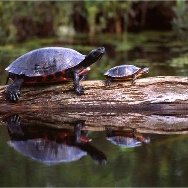 Aquatic Turtles | Terrapins | Red eared Sliders | Basking | Reptiles | Digital Art | Digital Photography |Instant Download