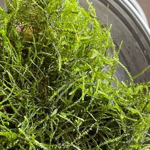 May include: A close-up of a large clump of green moss. The moss is soft and fluffy, and it looks like it would be perfect for a terrarium or other decorative project.