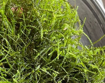 Java Moss Freshwater Aquarium Plant