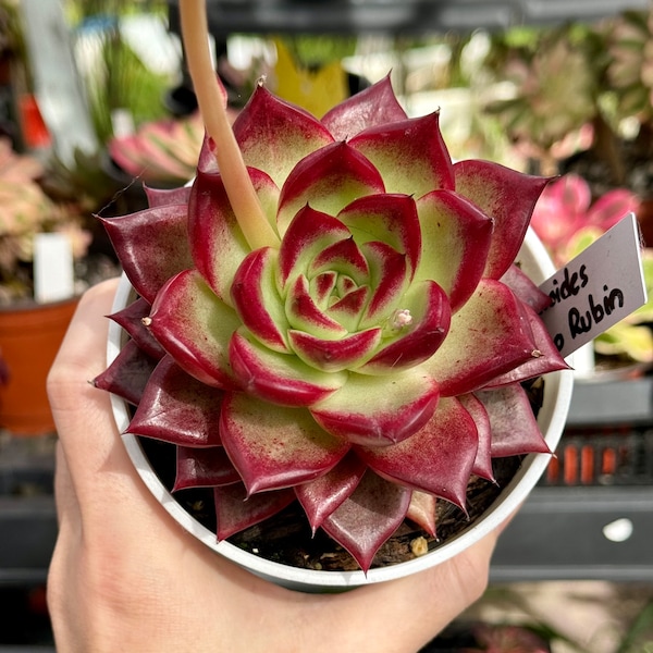 Echeveria Romeo Rubin fully ROOTED - Shipped Bare Root Mother’s Day gift