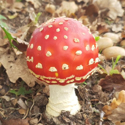 ヴィンテージの仕切り付きサービングプラッター | 手描きの野菜