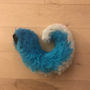 Small curled tail