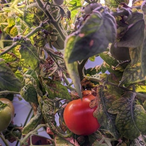 May include: A red tomato growing on a vine with green leaves. The tomato is ripe and ready to be picked.