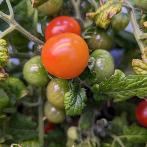 Birdie Rouge Micro Dwarf Tomato Seeds