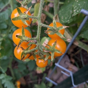 Organic White Rabbit Tomato Seeds