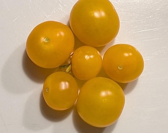 May include: Six small, bright yellow tomatoes on a white surface.