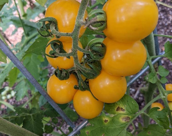 Corning Ware 501 C 3.5 X 4.5 PYREX GLASS LID Fridge Dish Replacement