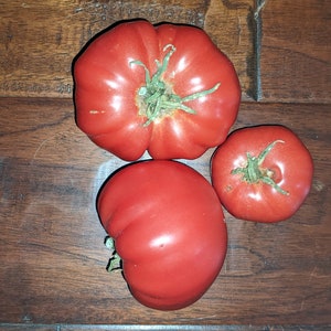 Organic Rebekah Allen Tomato Seeds