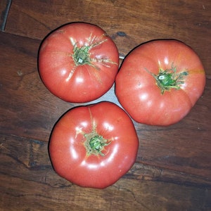 Organic Pink Elephant Tomato Seeds