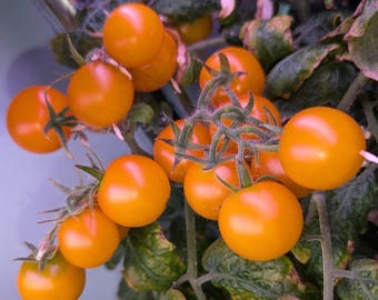 Lemon Sherbet Micro Dwarf Tomato Seeds | Golden Cherry Tomato | Heirloom Garden Seeds | Indoor Hydroponic | Container Gardening