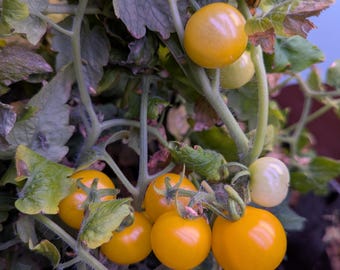 May include: A close-up of a tomato plant with several clusters of ripe, yellow tomatoes. The tomatoes are round and shiny, contrasting with the green leaves and stems. The plant is in a pot, with a blue background.